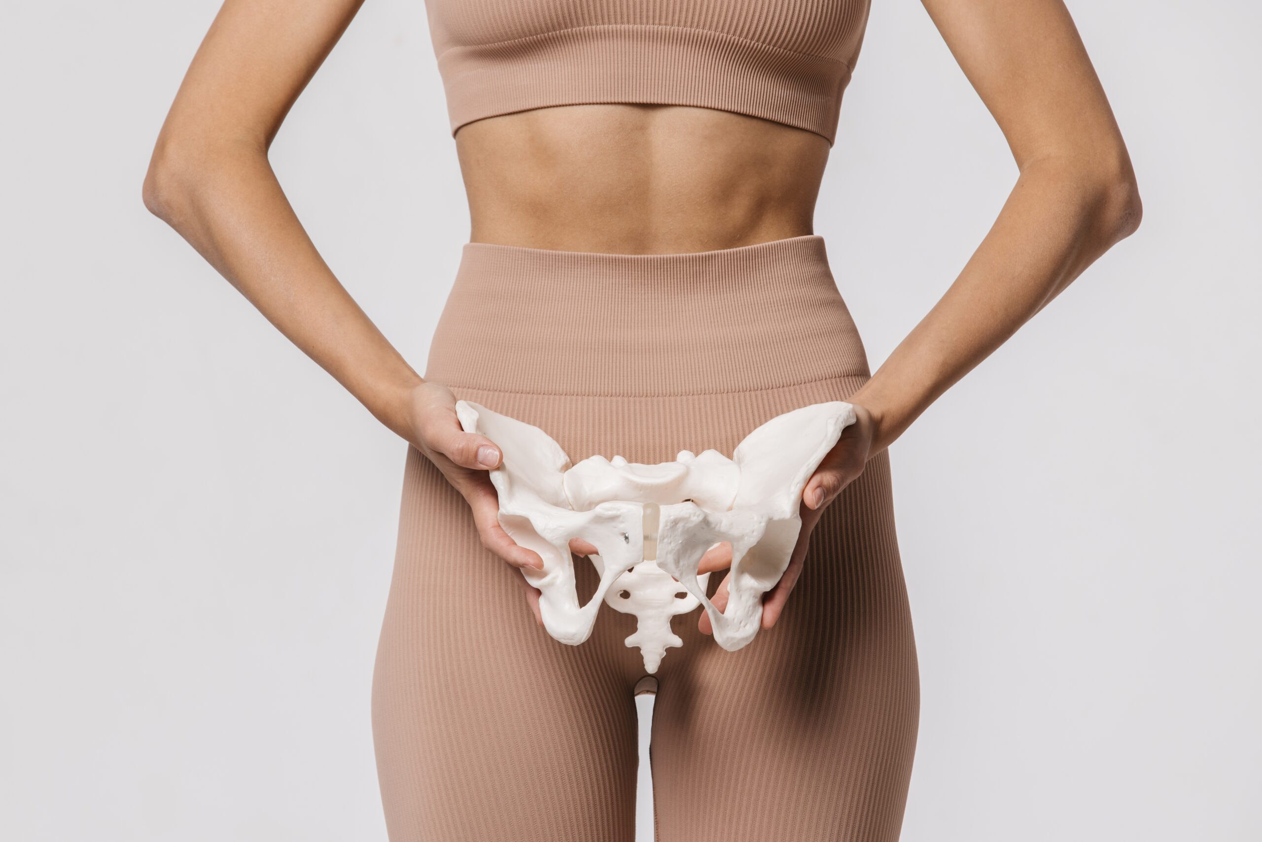 Close-up Of The Female Pelvis